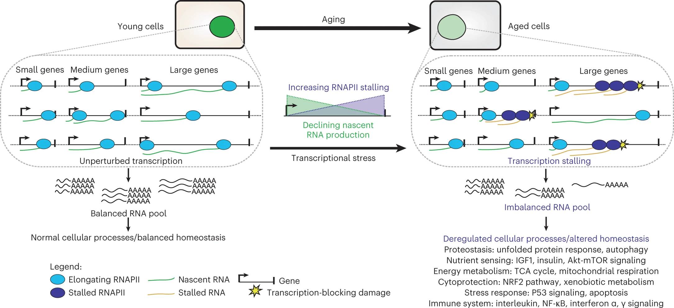 ../_images/Age-related_transcriptional_stress_model.png