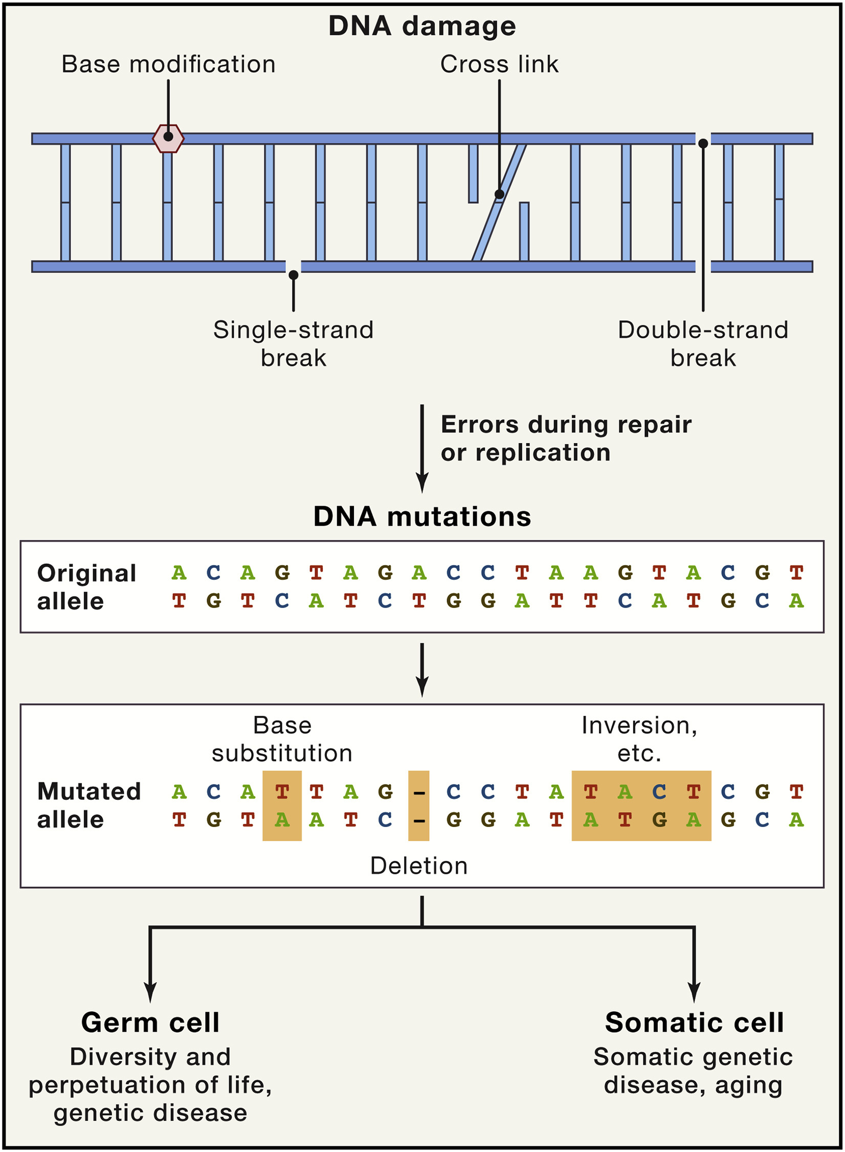 ../_images/Causes_and_Consequences_of_Somatic_DNA_Mutations.jpg