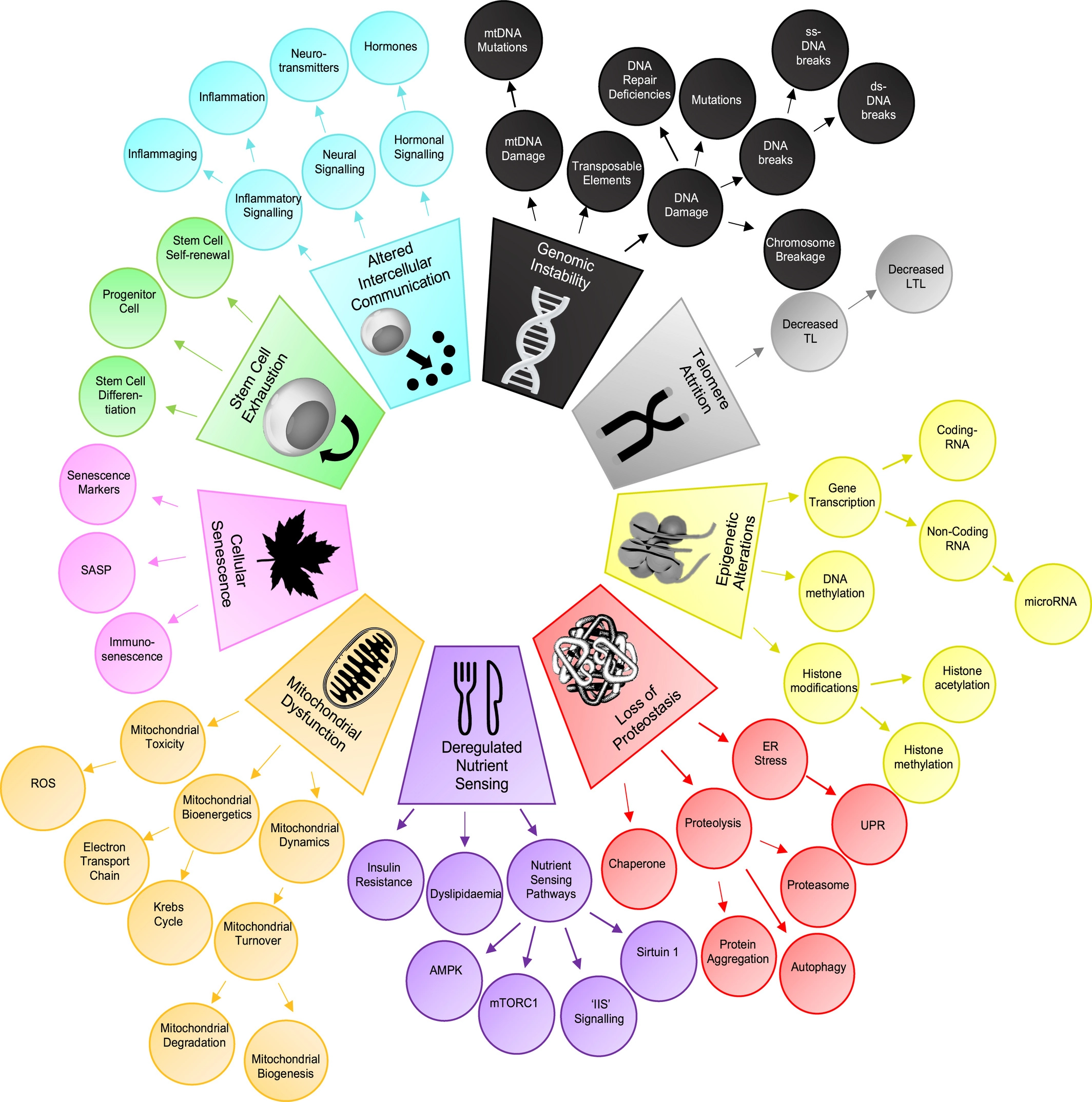 ../_images/hallmarks_taxonomy.png