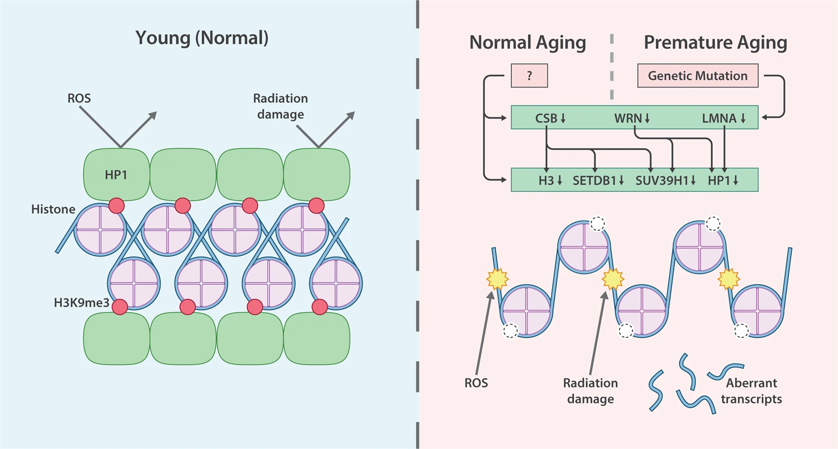../_images/heterochromatin_and_aging.png