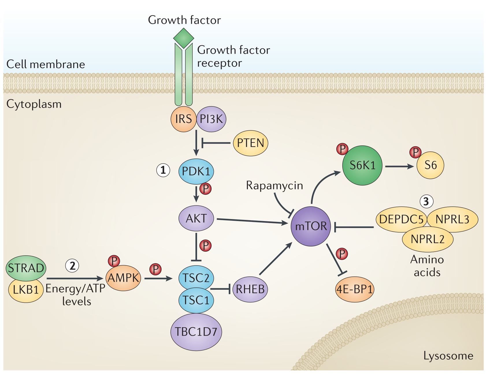 ../_images/mTOR_pathway.png