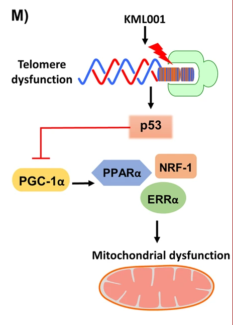 ../_images/telomere_p53_pgc1alpha_pathway.png